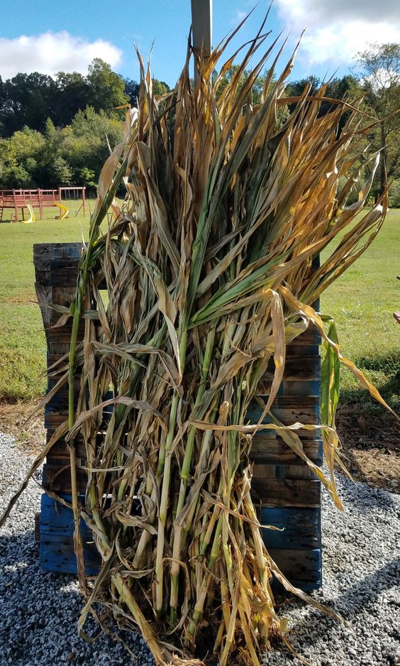 Corn Stalks