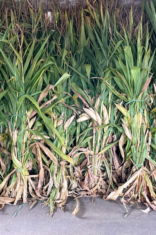 Corn Stalks
